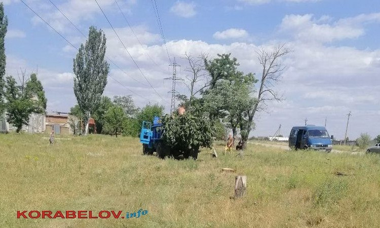 В Николаеве активные горожане отстаивали свой сквер, но 7 деревьев успели спилить