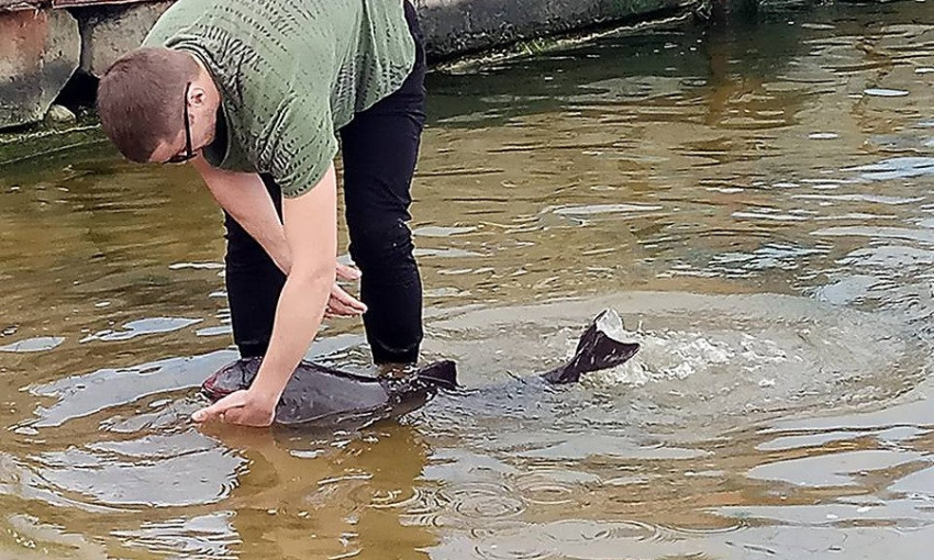 В Николаеве в яхт-клубе в Корабельном районе заплыл детеныш дельфина