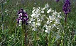 Более 60 га – Кинбурн удивляет самым большим в Европе полем диких орхидей (ВИДЕО)