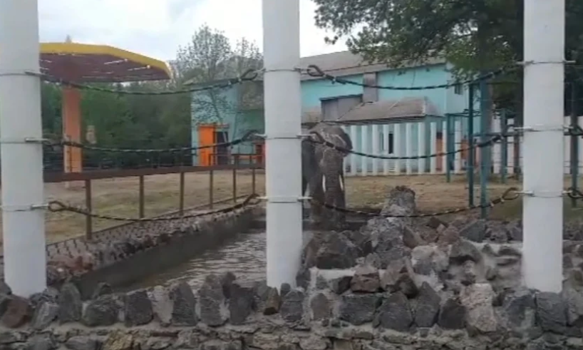 Водные процедуры слонов в Николаевском зоопарке