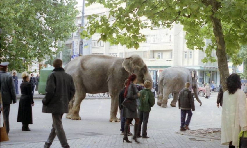 По центру Николаева гуляли два слона - архивное фото