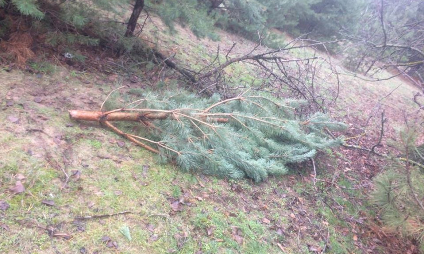 На Николаевщине начали массово вырубывать елки