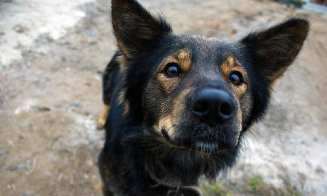 «Счастье не имеет породы»: николаевцев приглашают на выставку-пристройство беспородных собак