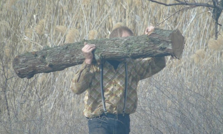 В Николаеве браконьеры вырубили деревья в микрорайоне Казарского — полиция не препятствовала