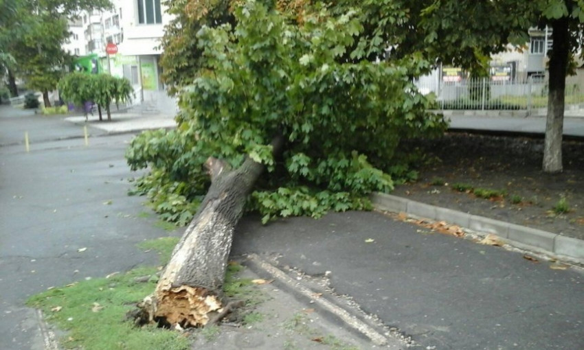 Из-за непогоды на Центральном проспекте упало большое дерево и перегородило пешеходную зону