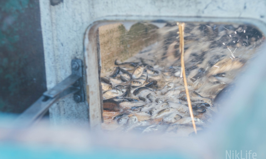В акваторию Южного Буга выпустили несколько сотен тысяч рыб