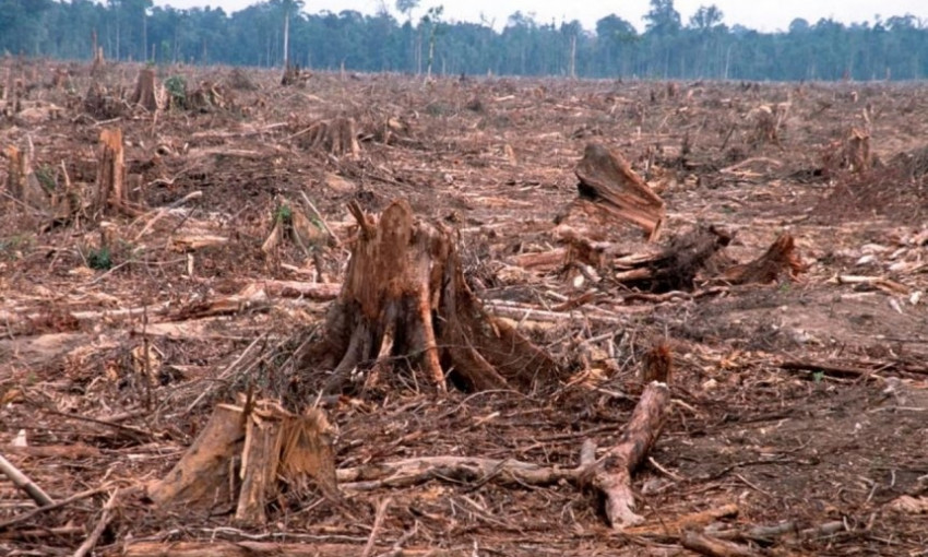 «Руби — не хочу»: глава ГУНП рассказал, сколько нужно срубить николаевского леса для «ответа» перед судом