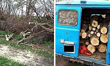 Спилили под корень – «черные лесорубы» на Николаевщине продолжают уничтожать лесополосы