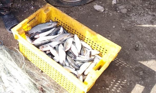 За одну ночь браконьер незаконно наловил более 12 кг рыбы и нанес ущерб государству на сумму более 100 тысяч гривен 