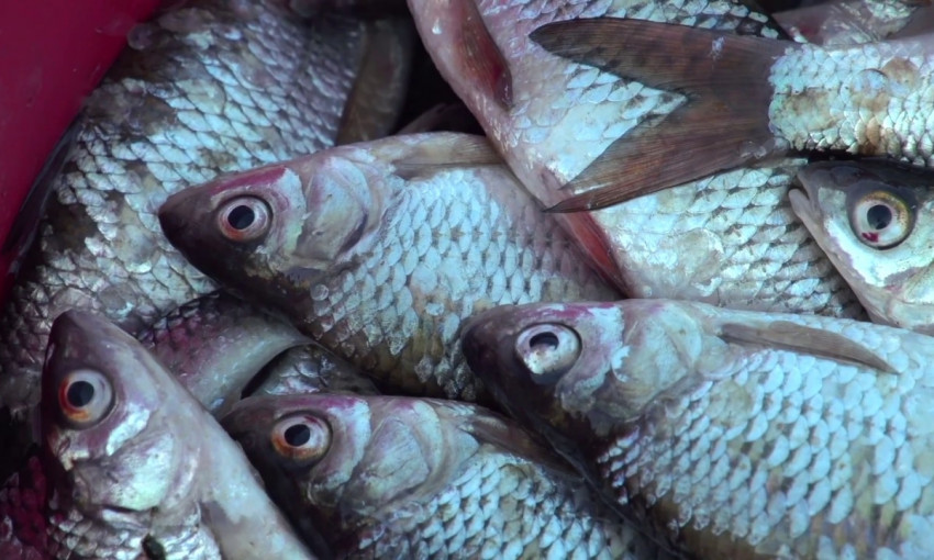 Улов николаевского браконьера - 184 кг рыбы. Видео