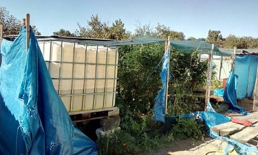 У мужчины на Николаевщине обнаружили огород с коноплей