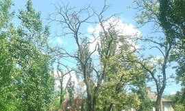 На Центральном проспекте в Николаеве были приостановлены работы по снесению аварийных деревьев