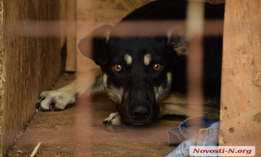 Эпидемия или паника: в Николаева отловлена бродячая собака с дирофиляриозом