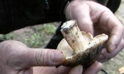 Житель Николаевской области отравился грибами