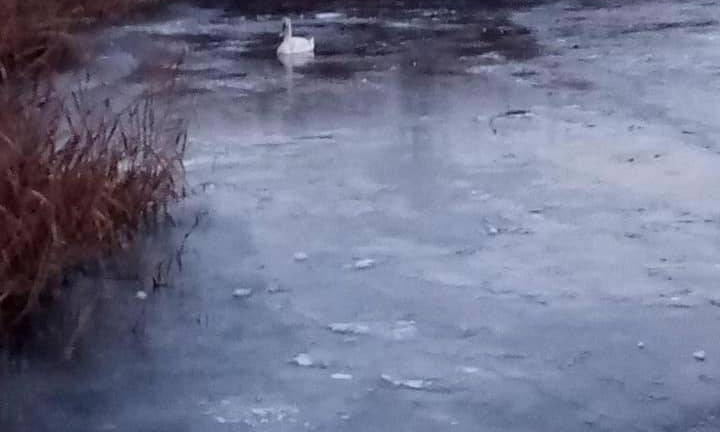 Жители Вознесенска спасли замерзающего лебедя 