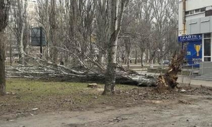 Чуть не упало на маму с ребенком: николаевцы просят коммунальные службы убрать сухие деревья
