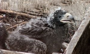 В Николаевском зоопарке появился на свет птенец исчезающего вида