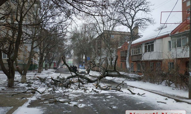 В Николаеве из-за непогоды на 1-й линии упало дерево и оборвало провода