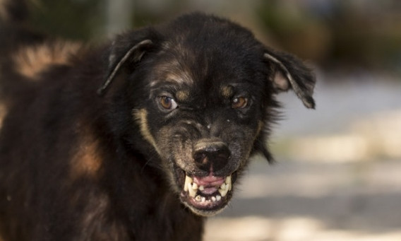 Из-за бешеной собаки госпитализированы шесть человек из Софиевской ОТГ