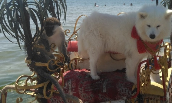 В Коблево процветает пляжный бизнес, в котором страдают животные 