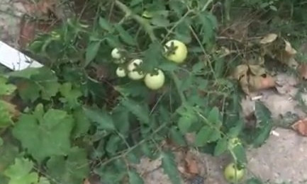 В Николаеве на раскопанной ул. Адмирала Макарова растут помидоры и виноград