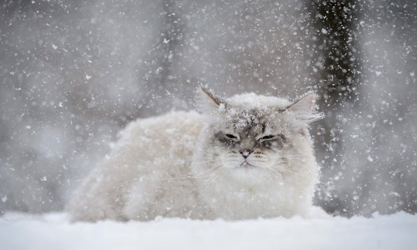 Синоптики ждут нового снегопада на Николаевщине уже сегодня после 20:00