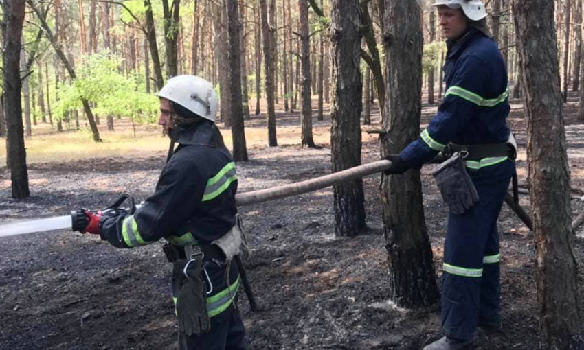 Поджоги стали причиной пожаров в лесничествах Николаева и Николаевской области