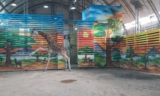 Танцы жирафа Нуру показали в Николаевском зоопарке. ВИДЕО