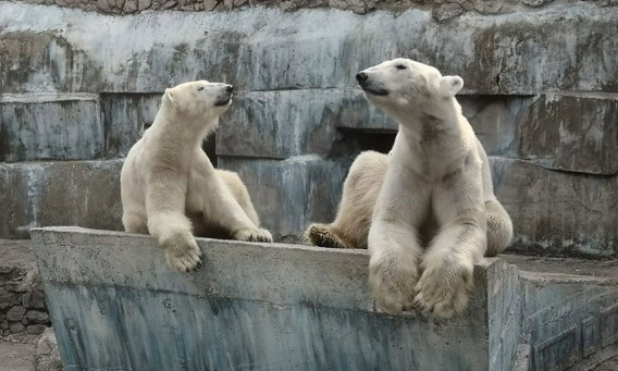 В Николаевском зоопарке белые медведи поставили вопрос "ребром"