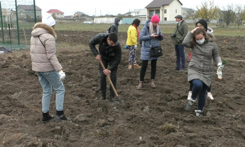 Жители Николаева собственноручно высадили 100 крымских сосен
