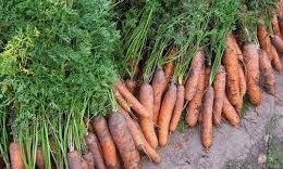 В Николаевской области мужчины с чужого поля похитили более 330 килограмм моркови