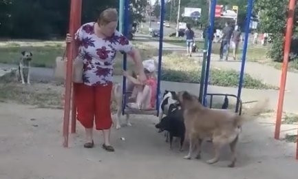 Бродячие собаки на детской площадке напугали ребят