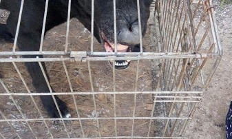 Николаевская зоозащитница Лидия Шуст требует вернуть собак, отобранных городскими властями из ее приюта