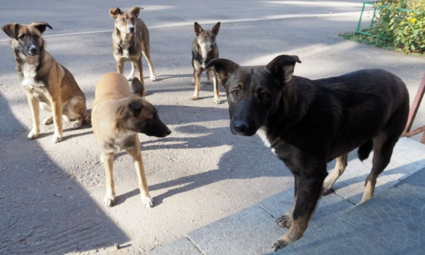В Николаеве отлавливают агрессивных бездомных собак