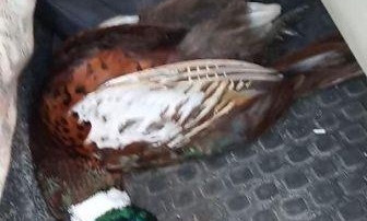 Браконьеров, отстреливающих фазанов, задержали в Первомайском районе