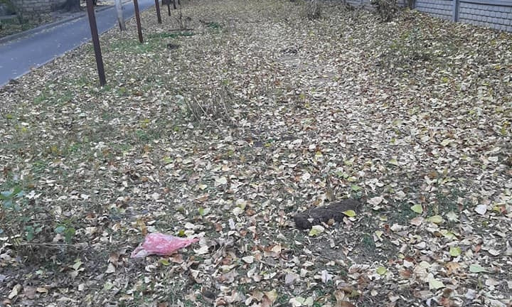 Горожане жалуются, что ЖЕК не убирает опавшую листву