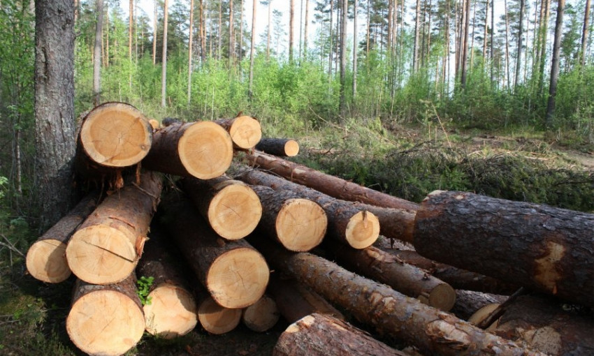 В Николаевской области  злоумышленники за вырубку дубов и акаций обязаны заплатить 150 тысяч гривен