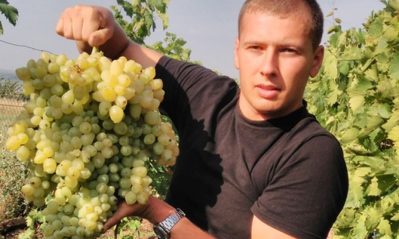 На Николаевщине вырастили рекордную гроздь винограда