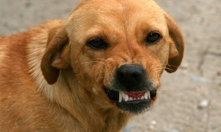 В центре Николаева бездомная собака укусила беременную женщину