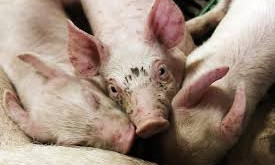 В Николаевской области введен карантин из-за заболевания свиней африканской чумой
