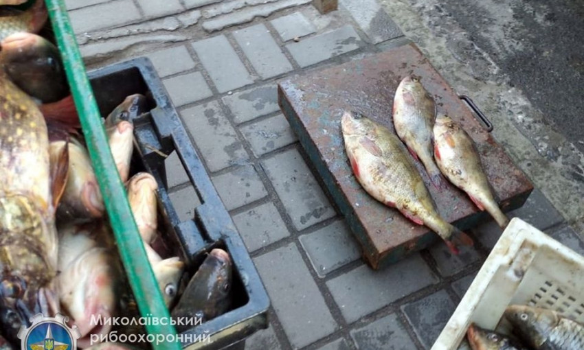 На рынках Николаева и Вознесенска пресекли незаконную продажу рыбы 