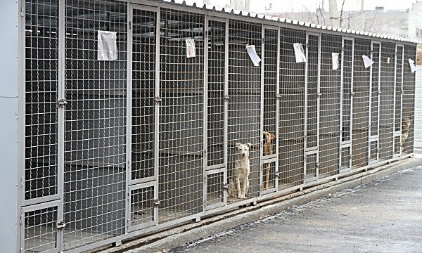 Николаевский «Центр защиты животных» временно закрыли для посещения