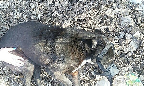 В Николаеве неизвестные пытались застрелить двух собак
