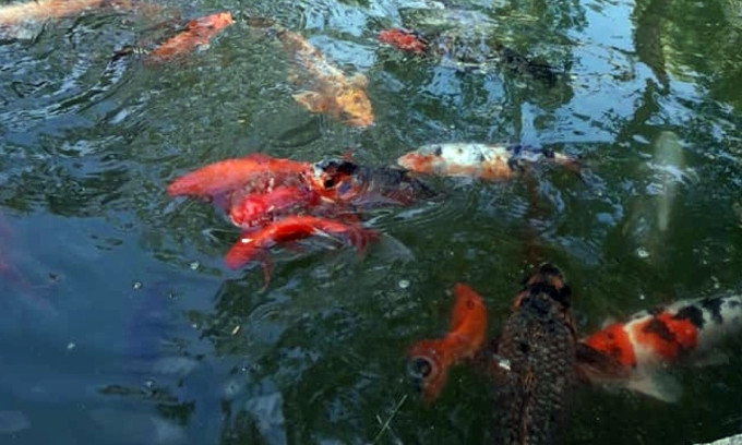 Николаевский зоопарк приглашает посмотреть на «золотых» рыбок и загадать им свое желание