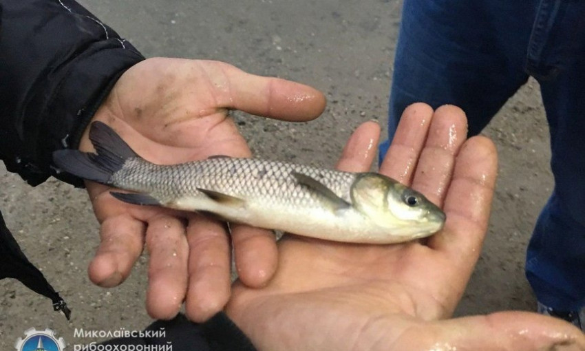 На Николаевщине в Южный Буг выпустили более 18 тонн рыбы