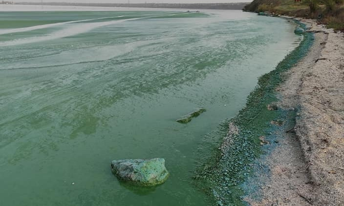Почему позеленела вода в Бугском лимане?