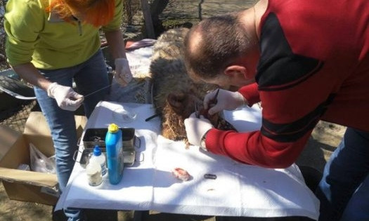 Николаевские ветеринары спасли херсонскую волчицу, которую порвали в стае