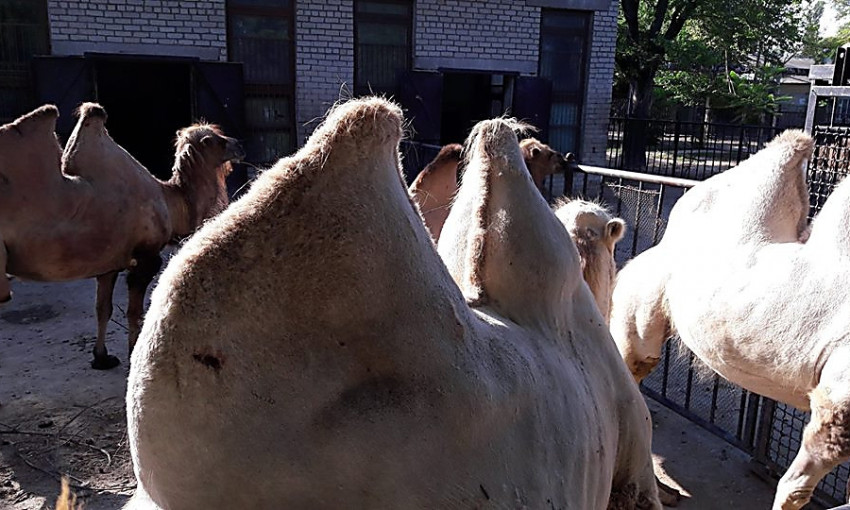 В Николаевском зоопарке показали, что с их верблюдом Султаном все нормально