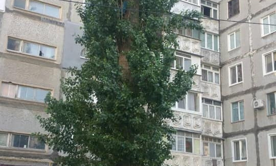 На улице Олега Ольжича спасатели пришли на помощь 10-летнему мальчику, который залез на высокий тополь