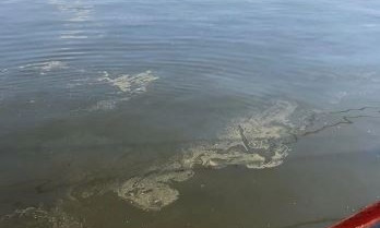 В Днепровско-Бугском лимане разлили подсолнечное масло, - характер загрязнения и нанесенный ущерб просчитывают 